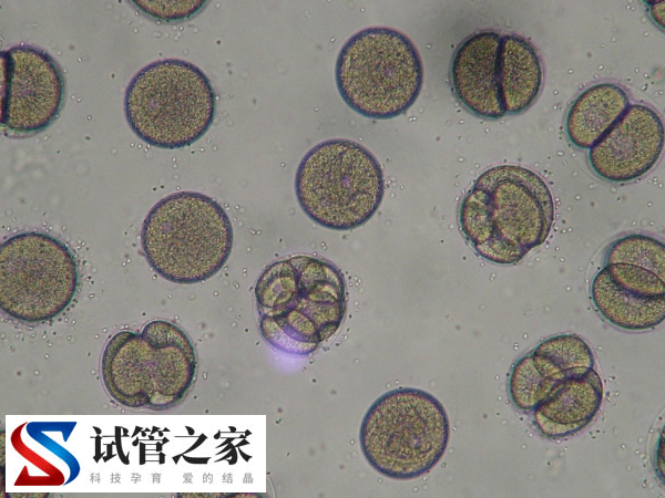 北京试管婴儿能报销几次(图2)