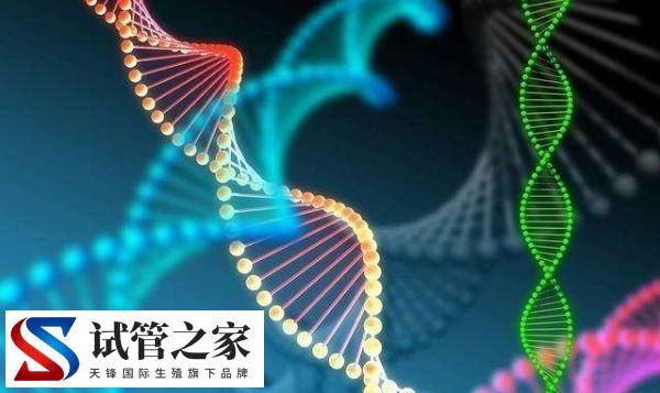 胚胎筛选和性别筛选是否一样(图1)