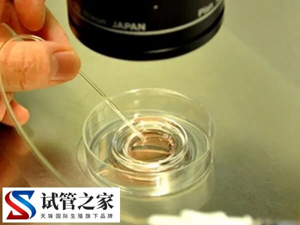 试管囊胚培养容不容易成功