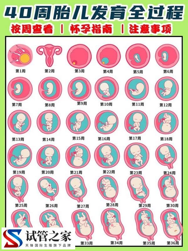 胚胎发育过程需要经历哪几个时期？各阶段有什么特征？