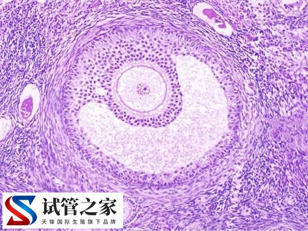 试管婴儿取出来的每个优质卵子都可以配成胚胎吗？