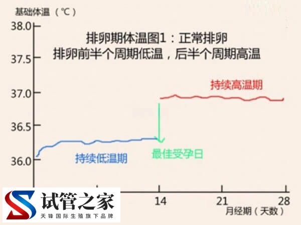 排卵期的计算方法是下一次月经来潮前的14天吗?(图2) 排卵期的计算方法是下一次月经来潮前的14天吗?(图2)