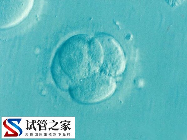 鲜胚与囊胚有什么不同(图2)