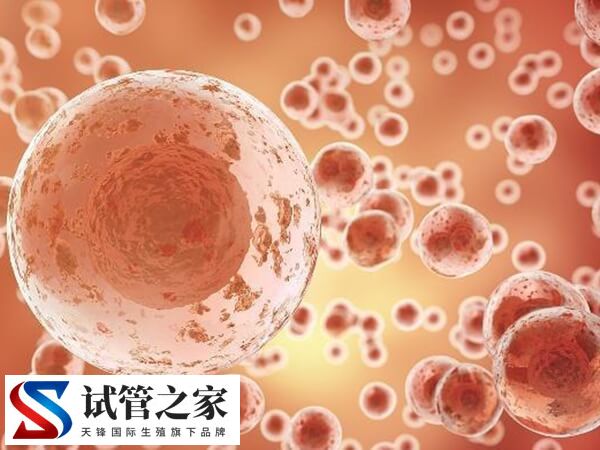 胚胎达到几级可以冷冻