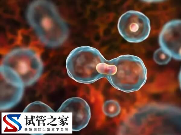 微促排方案卵子质量好不好(图2)