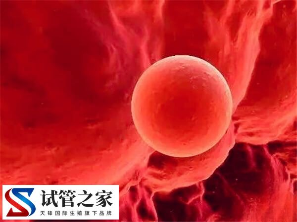 囊胚4bb和5bb哪个成功率高(图2)