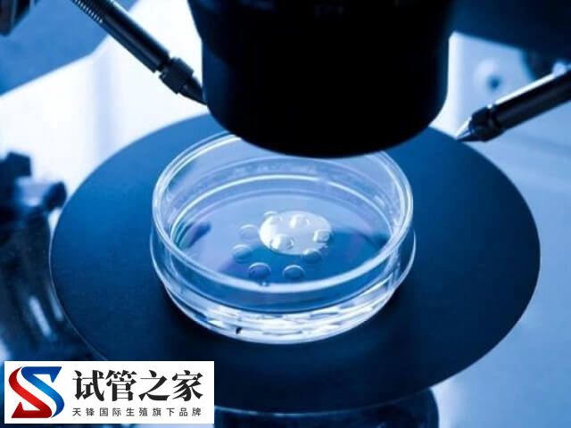 6aa囊胚质量怎么样