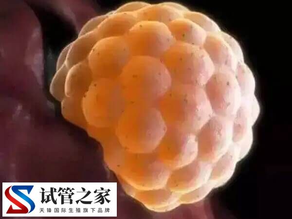 6aa囊胚质量怎么样(图2)