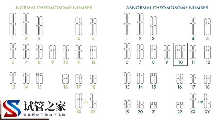 什么是PGT-A?速看与三代试管婴儿的PGS技术的区别在哪(图2) 什么是PGT-A?速看与三代试管婴儿的PGS技术的区别在哪(图2)