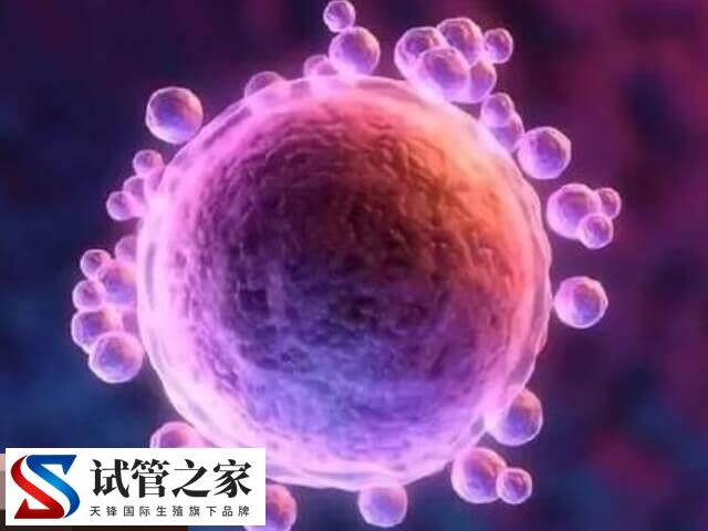 试管婴儿移植哪种胚胎好说不准，对比其着床率一目了然