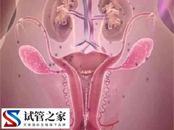 35岁以上的高龄人群做试管婴儿怎么才能提高卵子质量呢？