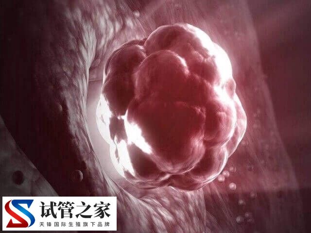 优质囊胚为什么会晚着床(图2)