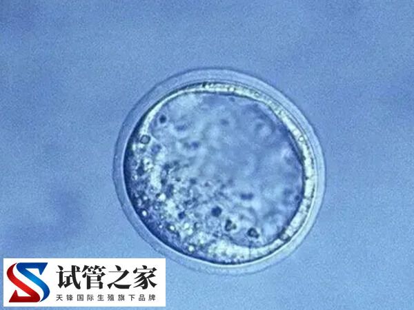 囊胚解冻后移植时间多久