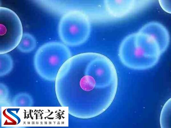 卵泡没排能不能移植冻胚