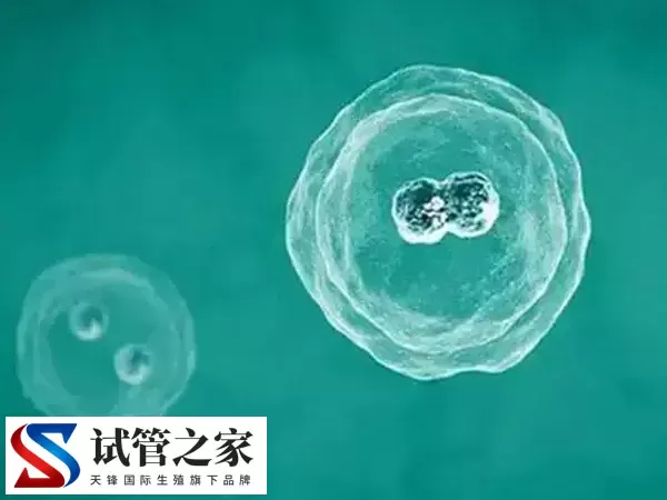 冻胚移植的适用人群有哪些