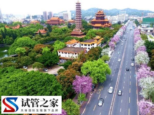 福州试管婴儿哪个医院成功率最高成功率高?(图2) 福州试管婴儿哪个医院成功率最高成功率高?(图2)