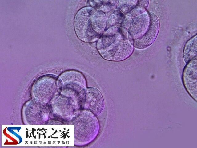 拮抗剂方案可不可以移植鲜胚(图2)