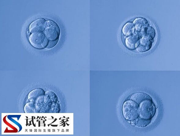 第三代试管婴儿移植6bc囊胚成功率多大(图2)