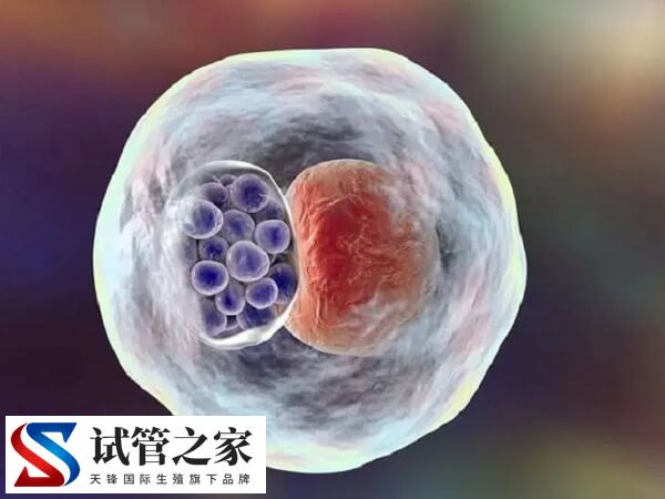 30岁amh0.06还能做试管婴儿生育健康的孩子吗？(图2)