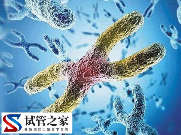 同源罗氏易位能否正常怀孕