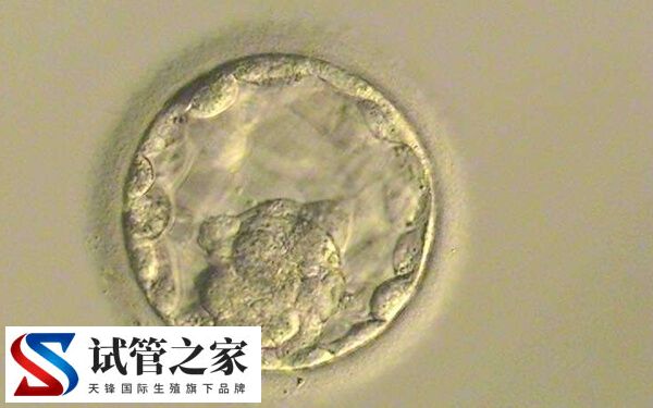 5天6天7天的囊胚有什么区别