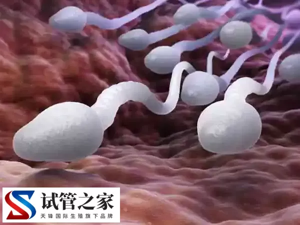 男人性功能障碍取精会怎么样(图2) 男人性功能障碍取精会怎么样(图2)