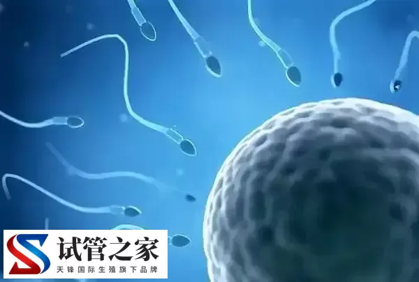 XY精子分离术是什么意思