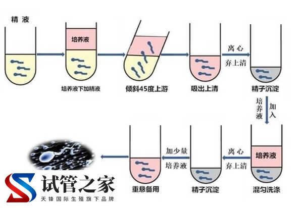 XY精子分离术是什么意思(图3)