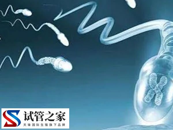 XY精子分离术是什么意思(图4)