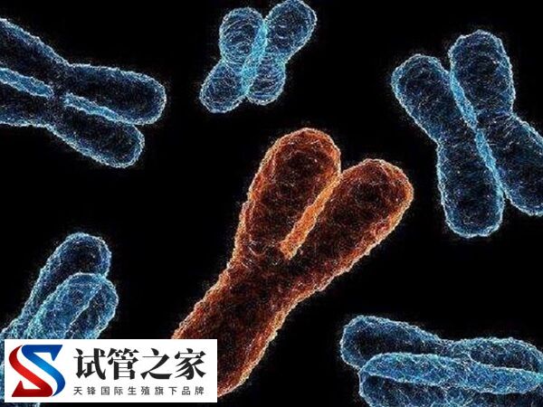 XY精子分离术是什么意思(图5)