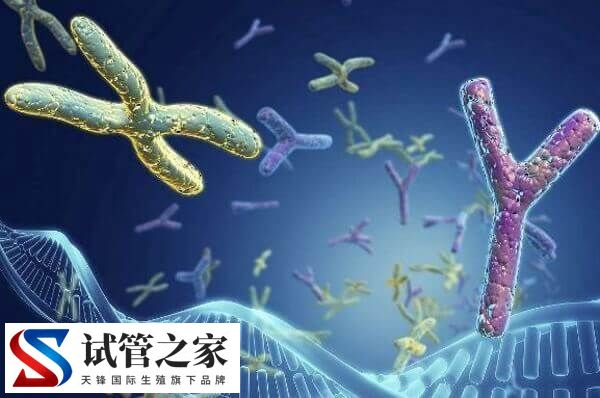 XY精子分离术的好处与危害是什么(图2)