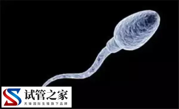 XY精子分离术的好处与危害是什么(图3)
