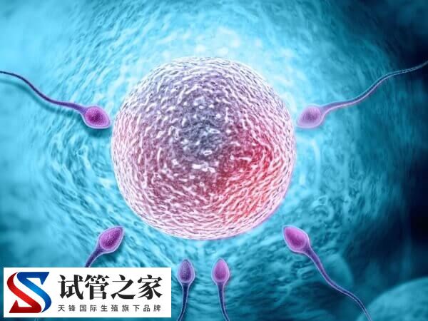 6cb囊胚还能不能移植