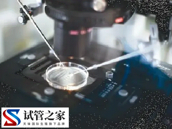 什么情况下囊胚需要辅助孵化(图2)