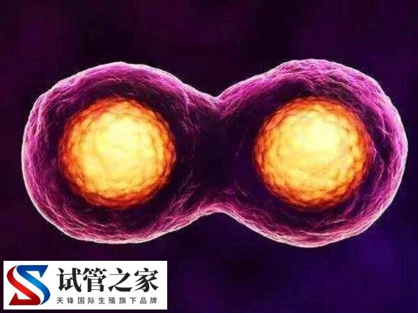 什么情况下囊胚需要辅助孵化(图3)