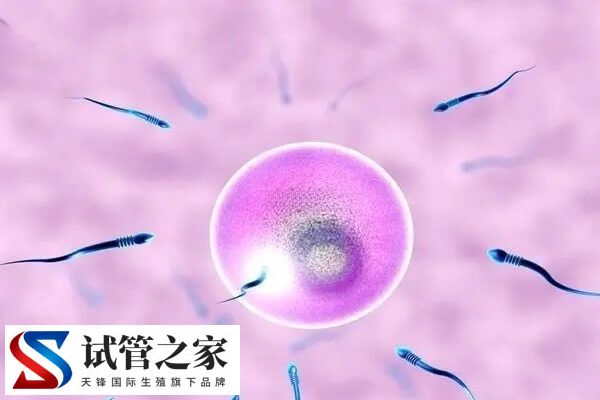 试管婴儿会不会弄错精子卵子(图2)
