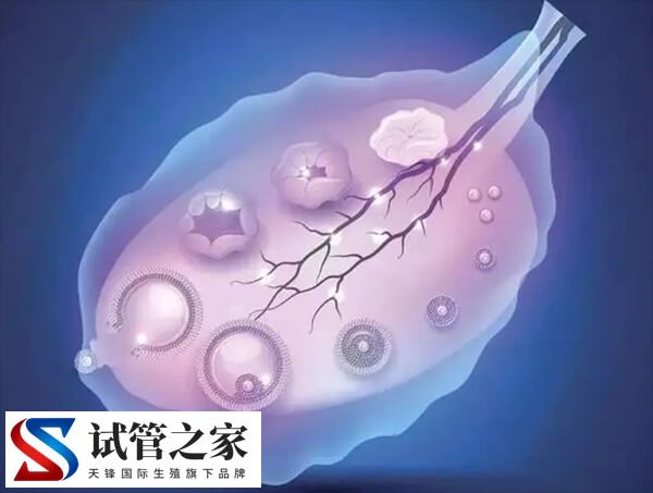 试管促排长得慢影不影响质量