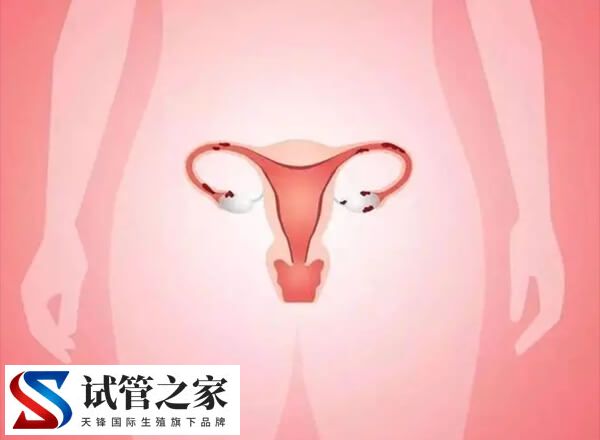 取卵后内膜18mm能新鲜移植么?附胚胎移植对身体的要求(图1) 取卵后内膜18mm能新鲜移植么?附胚胎移植对身体的要求(图1)