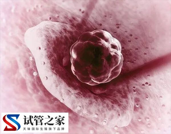 试管移植后受到惊吓影不影响着床(图2)