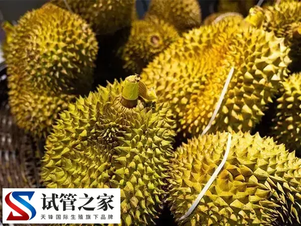 促排吃榴莲好不好