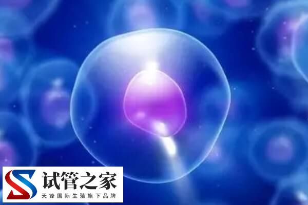 世界上有没有卵子库