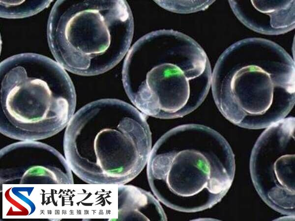 世界上有没有卵子库(图2)