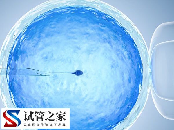 试管婴儿囊胚培养技术是什么