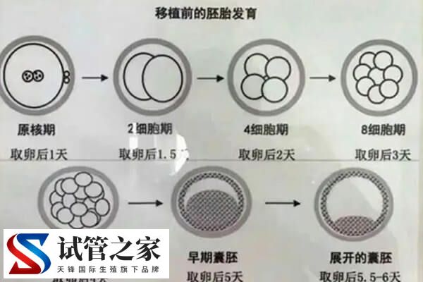 4天的胚胎和5天的胚胎质量哪个好