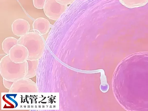 短方案月经第几天开始促排