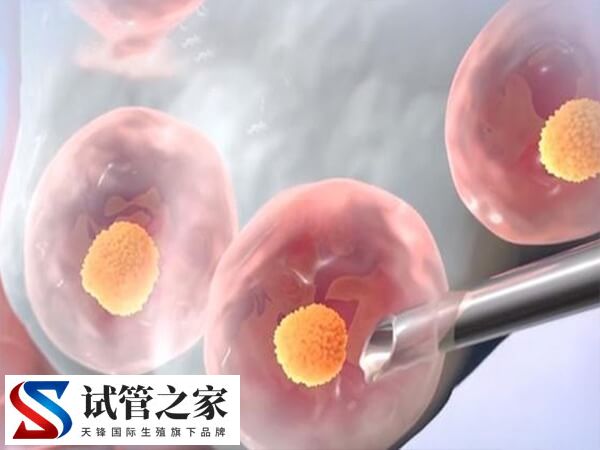 地中海贫血试管婴儿如何做