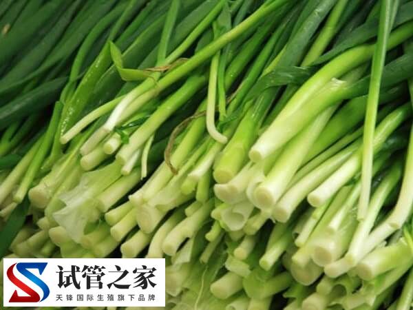 为什么鲜胚移植后不建议吃韭菜