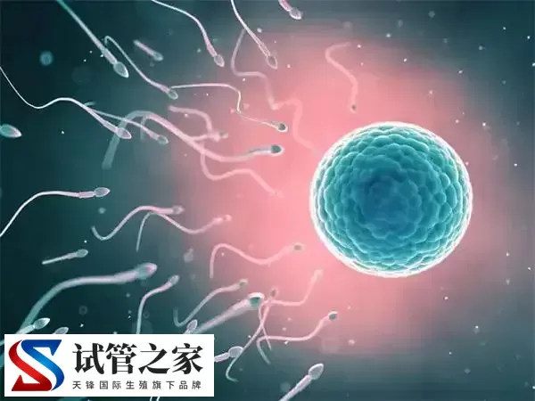 试管婴儿移植桑椹胚和鲜胚区别在哪