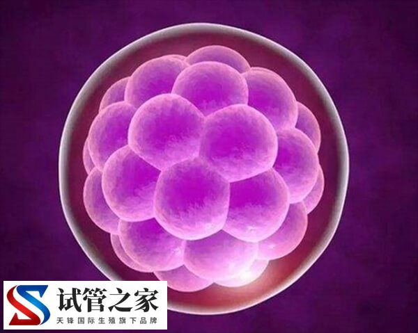 囊胚质量差还有没有移植价值(图2)
