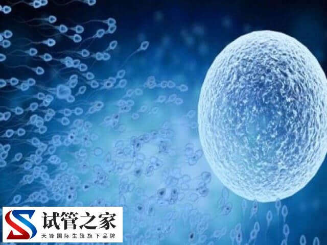 鲜胚移植是怎么移植